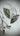 Sugarwater Flower Agate Hangers, earrings