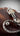 snake, floral, moonstone, garnet, chalcedony, opal, year of the snake